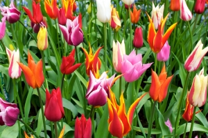 amsterdam-tulipany