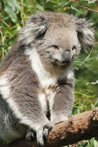 australie-koala