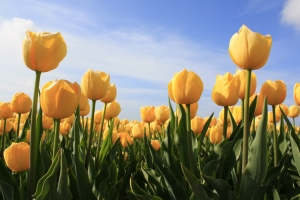 holandsko-tulipany