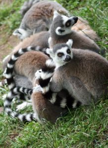 madagaskar-lemuri